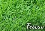 fescue