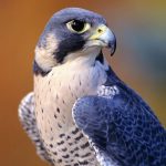 peregrine falcon