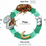 flea cycle