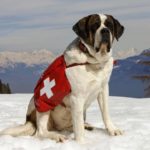 St. Bernard 2