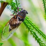 cicada