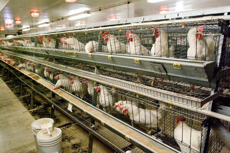 NCDA&CS extends strong recommendation to poultry owners