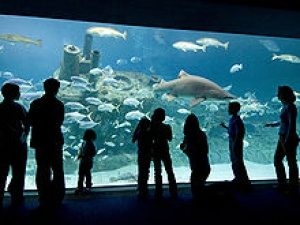 Institute of Museum and Library Services Funds Projects at N.C. Aquarium at Pine Knoll Shores and Town Creek Indian Mound